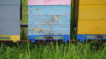 Multicolored colorful hives. Bees make honeycombs, extract honey. Yellow and blue hives with fresh honey. Selective focus. video