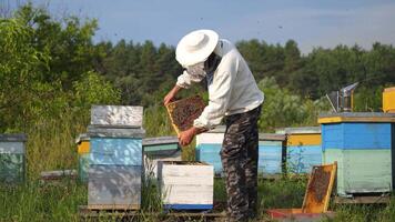 The beekeeper is holding a honey cell with bees in hands. Colorful apiaries in fruit garden. Man dressed in protective hat with net. Apiculture. video