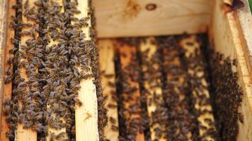 Big wooden box with small planks surrounded with many bees. Selective focus on hive. New apiary in green meadow. video