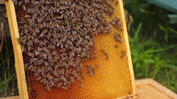 Working bees on honeycomb. Frames of a bee hive. Apiculture video
