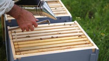 Unrecognizible beekeeper pulls off honeycombs with special instrument. Man works with beesmoker. from above. video