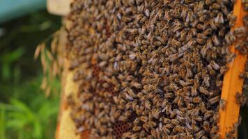 Working bees on honey cells. Many useful insects on frame near hive. Selective focus. video