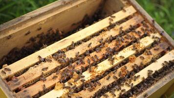 honey bees on honeycomb in apiary in summertime video