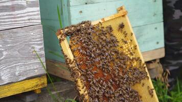 Frames of a bee hive. Beekeeper harvesting honey. Working bees on honey cells. Apiary concept. video