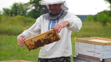 Serious beekeper inspects honeycomb with many bees on it. Man in protective hat and national clothes holds wooden frame in hands. video