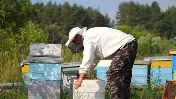 Beekeeper is working with bees and beehives on the apiary. Beekeeper on apiary. video