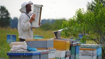 Beekeeper pulled off wooden frame from beehive and cleans in with special brush. Apiculture concept. Summer time in garden. video