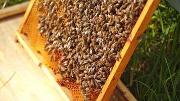 Beekeeper is working with bees and beehives on the apiary. Frames of a bee hive video