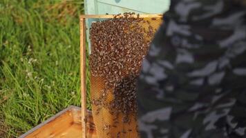 hands of man shows a wooden frame with honeycombs on the background of green grass in the garden video