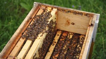 Selective focus on beehive from the top. Wooden honeyframes with many bees on it. Apiculture concept. video