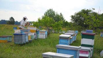 Hardworking beekeeper works with brush near hives. Man cleans honeycombs. Hives stand in a meadow in summer. video