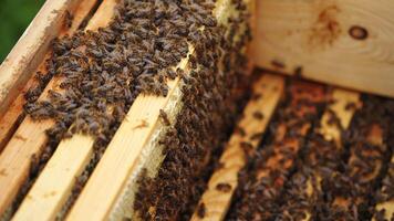 Many honeycombs inside hive. Working bees fly over wooden hives. Selective focus from above. Closeup. video