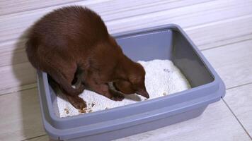 Burmese kitten on white floor plays in tray with sand. Brown curious kitten. Funny domestic animal. video