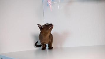 Small kitten sniffs something on shelf and plays with colorful feathers. Cat curiously looks up. Front . video