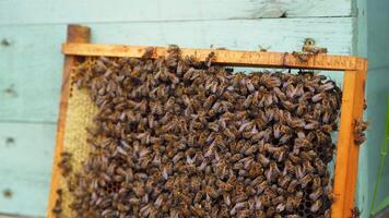 Wooden frame with many bees on it. Working bees produce honey. Frame stands near hive. video