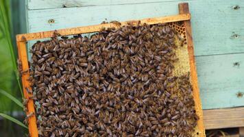 Working bees on honeycomb. Frames of a bee hive. Apiculture video