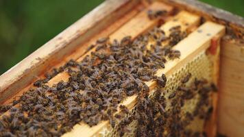 Hardworking bees on honeycomb in apiary video