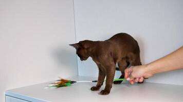 Little Burmese breed kitten plays with unrecognizible hostess. Small pet plays with feathers. White background. video