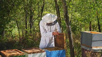 Beekeeper is working with bees and beehives on the apiary. Frames of a bee hive video