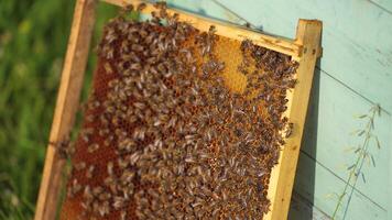 Honey cell with bees flying above. Sunny day in meadow with colorful hives. Apiculture. video