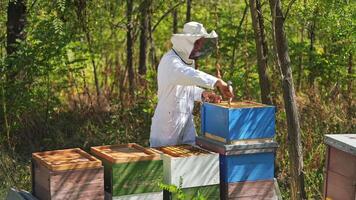 Frames of a bee hive. Beekeeper harvesting honey. Working bees on honey cells. Apiary concept. video