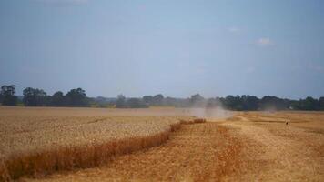 Combine harvester in action on wheat field. Process of gathering ripe crop from the fields. Agricultural technic in field. Special technic in action. video