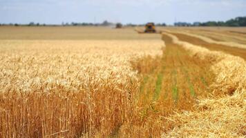 Yellow field with grain in front view. Grain harvesting combine in a sunny day at the blurred background. Agricultural technic is working in a field. video