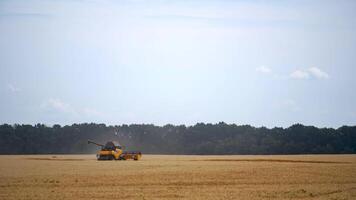 Grain harvesting combine in a sunny day. Yellow field with dry grain. Agricultural technic is working in field. video