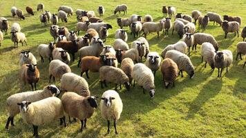 Aerial view of flock of sheeps and and lambs. Sheeps are eating in the fields. White and brown sheeps. video