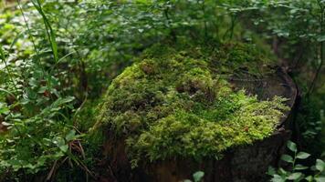 Tree stump covered with green moss. Grassy lawn and sunset light shine through grove. Forest background. video