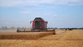 Agriculture process in field. Wheat field and red combine. Harvesting process. video
