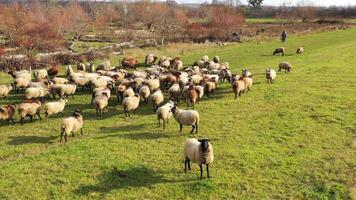 Aerial top down drone view of sheep herd feeding on grass in green field. Summer in countryside. video