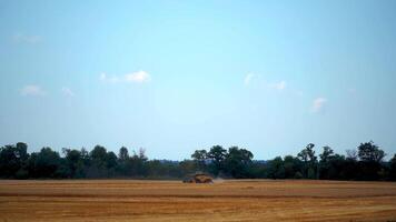 Agricultural concept. Ripe crop panorama. Cereal gathering in field. Heavy machinery. Blue sky above field. video
