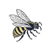A bee with yellow and black wings vector