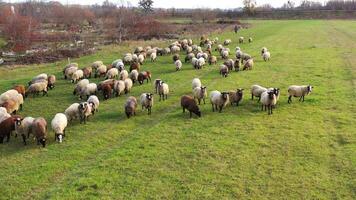 Herd of sheeps of different colors feeding on the green field in countryside. Fluffy and happy animals. video