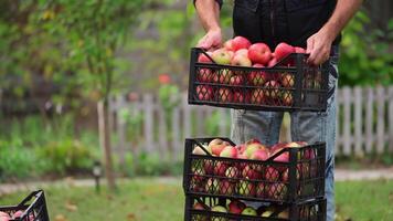 Organic ripe red apples in wooden box. Fall harvest cornucopia in autumn season. Fresh fruit on the green grass. Boxes with apples one at another. video