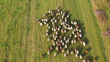 Aerial shot how sheeps walk on field pasture in countryside. Herd of sheep grazing grass on the field. Group of sheep on green village field. video
