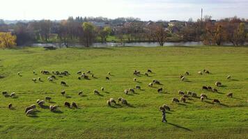 Aerial drone view of sheep herd feeding on grass in green field. Animal concept . video