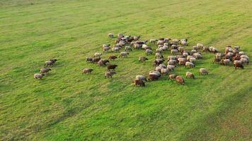 Drone overhead view of sheep herd moving. Top down view of sheep herd feeding on field. video