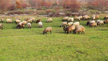 White and brown sheeps on a green meadow. Animals are walking on field with grass. Dron . video