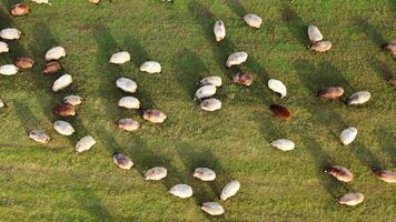Aerial footage of a herd of sheeps grazing in a green field. Green meadow with sheeps. video