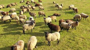 Aerial footage of a herd of sheep grazing in a green field. Green meadow with many sheeps. video
