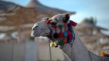 Head of an Egyptian camel against a background of straw umbrellas video