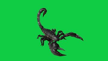 Scorpion walking front side view 3d render loop animation isolated on green screen background video