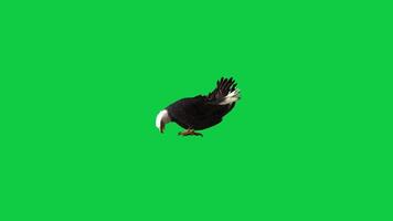 Bald eagle eating and fly off 3d render animation isolated on green screen background video