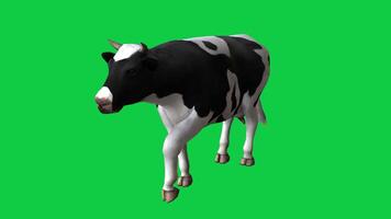 Cow walking front side view 3d render loop animation isolated on green screen background video
