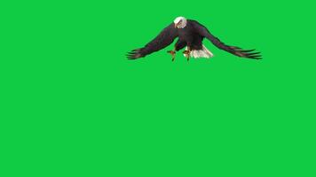 Bald eagle fly landing, sit and looking around and then fly off 3d render animation isolated on green screen background video