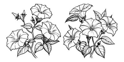 Morning Glory flower outline coloring book page line art drawing illustration for children and adults vector