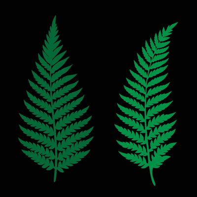 Detailed Green Fern Leaf Illustration on Black Background for Nature Designs