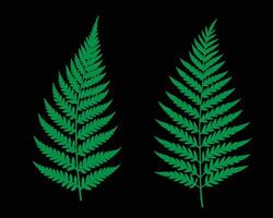 Natural Fern Leaf Illustration Ideal for Branding and Environmental Graphics vector
